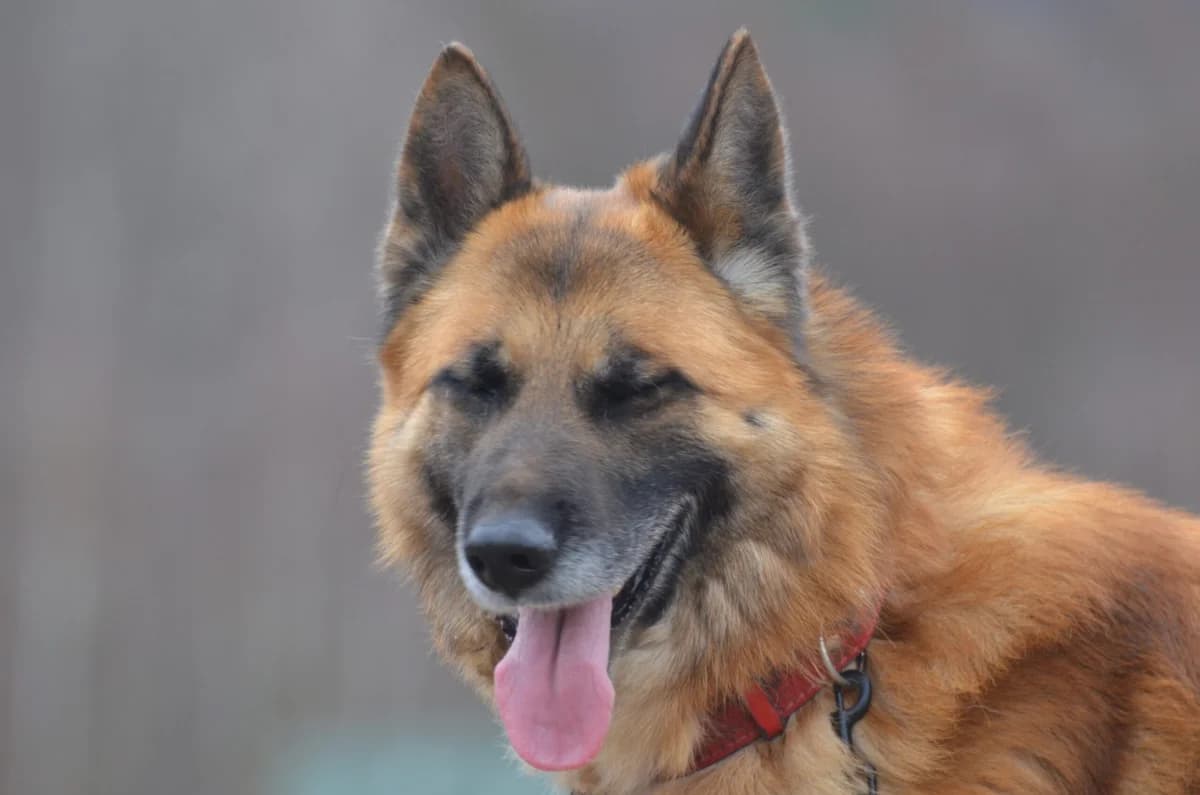 Vero, male German Shepherd for adoption at Wesoly Kundelek