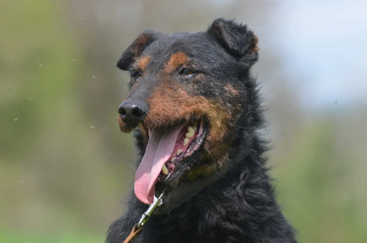 Gacek, male 6yo Mixed Breed for adoption at Wesoly Kundelek