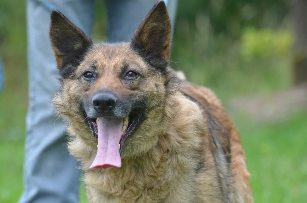 Goya, female senior Mixed Breed for adoption at Wesoly Kundelek