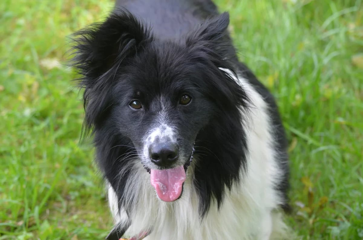 Poldi, male 5yo Mixed Breed for adoption at Wesoly Kundelek