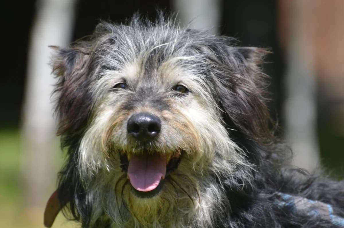 Milo, male 5yo Mixed Breed for adoption at Wesoly Kundelek