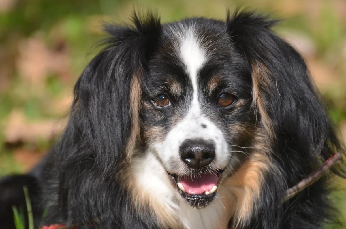 Franklin, male senior Mixed Breed for adoption at Wesoly Kundelek