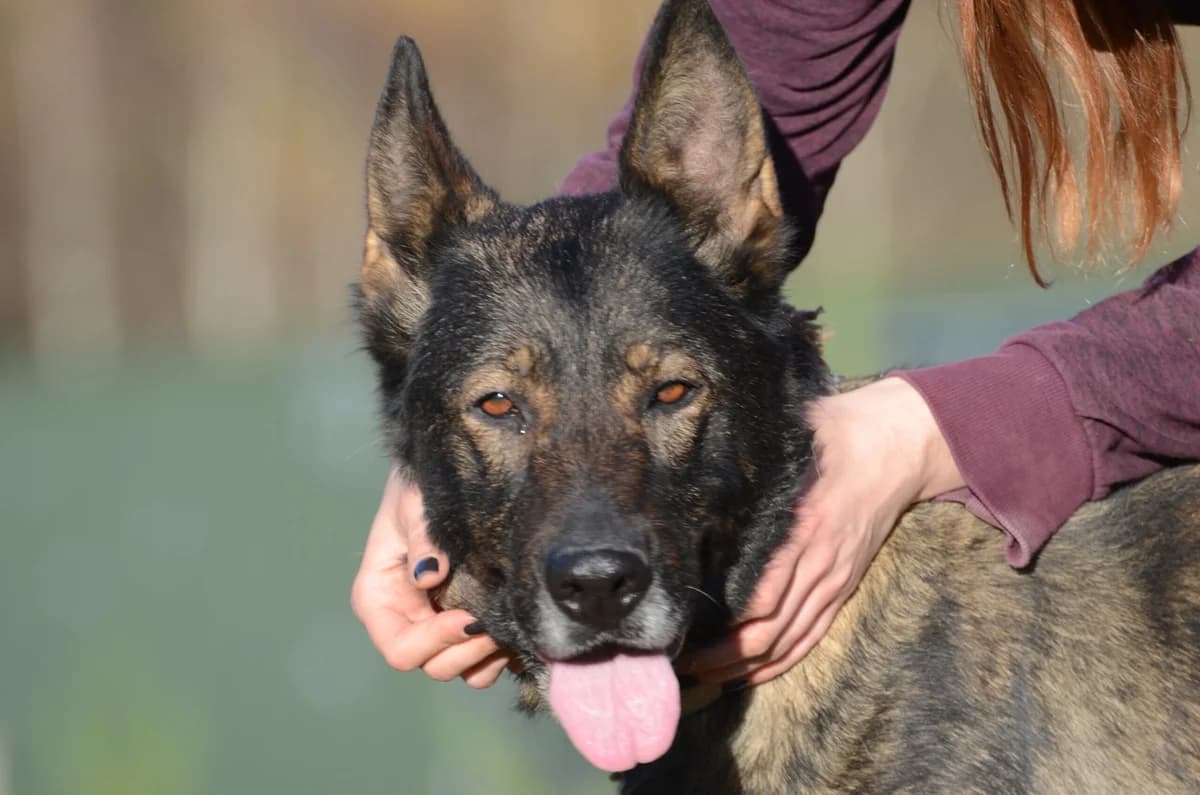 Ruby, female 5yo Mixed Breed for adoption at Wesoly Kundelek