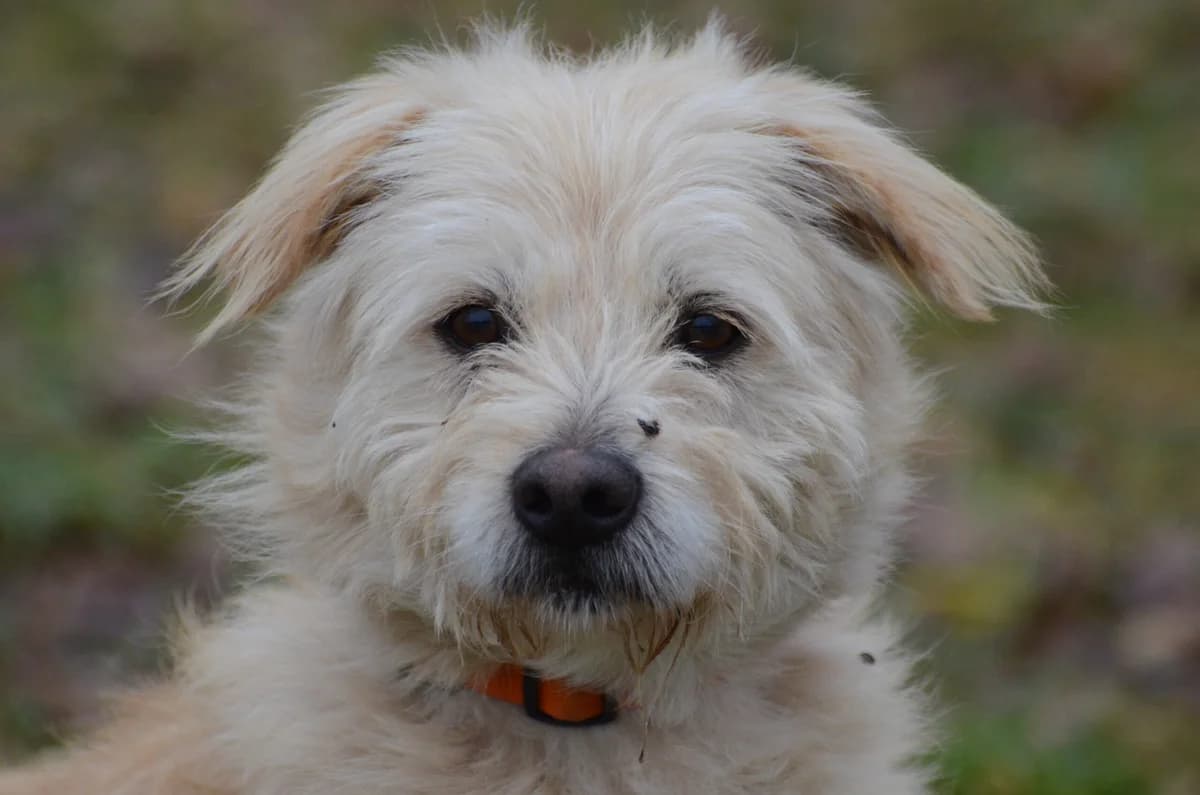 Bilbo, male 6yo Mixed Breed for adoption at Wesoly Kundelek