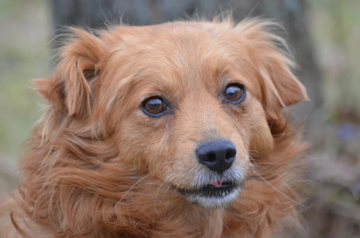 Casio, male 5yo Mixed Breed for adoption at Wesoly Kundelek