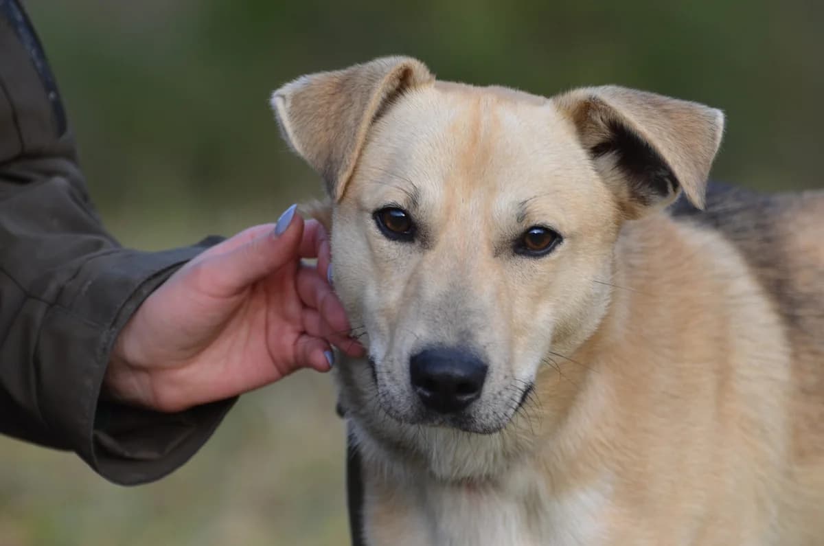 Profi, male Mixed Breed for adoption at Wesoly Kundelek