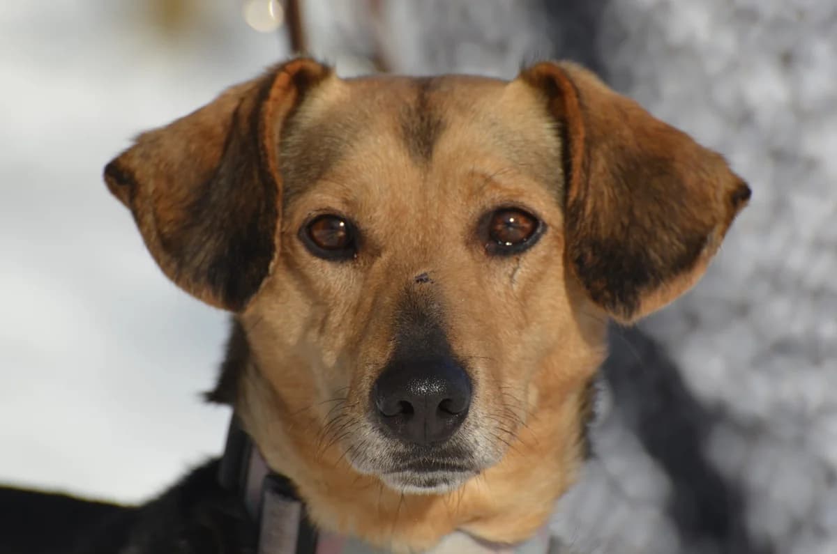 Wojtuś, male 6yo Mixed Breed for adoption at Wesoly Kundelek