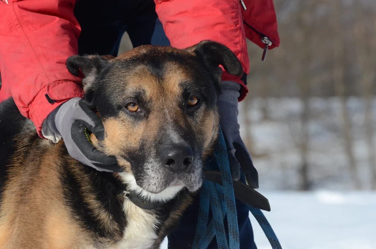 Tiesto, male Mixed Breed for adoption at Wesoly Kundelek