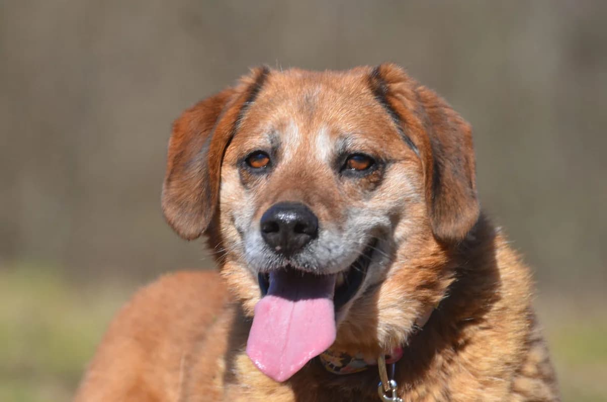 Dingo,  senior Mixed Breed for adoption at Wesoly Kundelek
