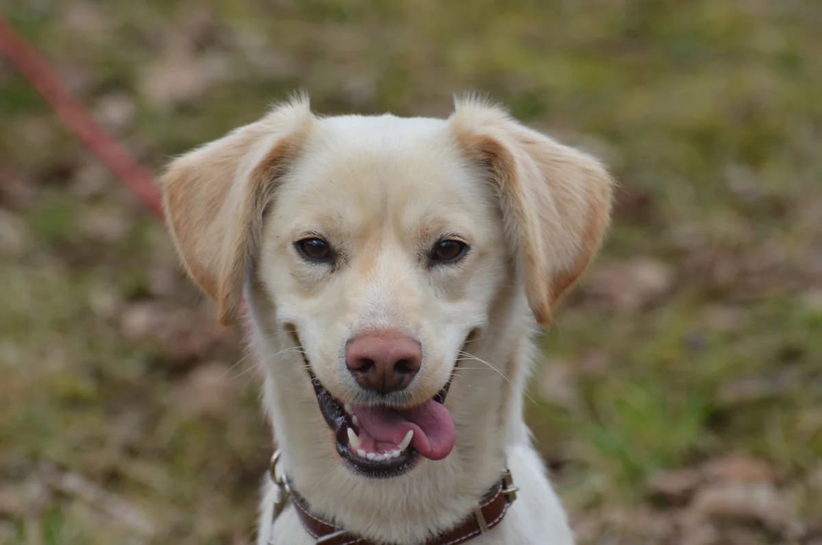 April, male young Mixed Breed for adoption at Wesoly Kundelek