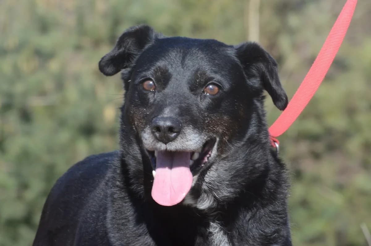 Cargo, male senior Mixed Breed for adoption at Wesoly Kundelek