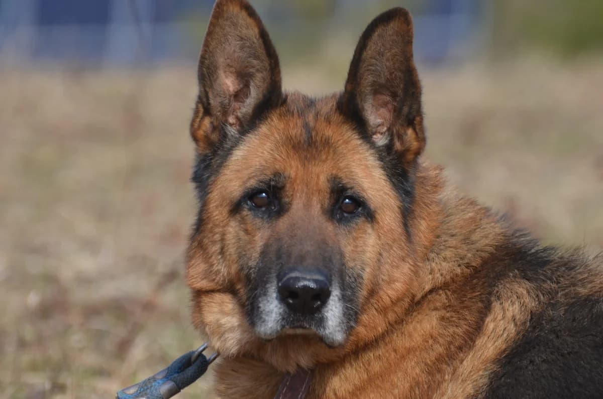 Hadżi,  mixed breed for adoption at Wesoly Kundelek