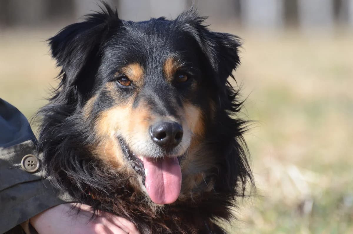 Saudi, male 5yo Mixed Breed for adoption at Wesoly Kundelek