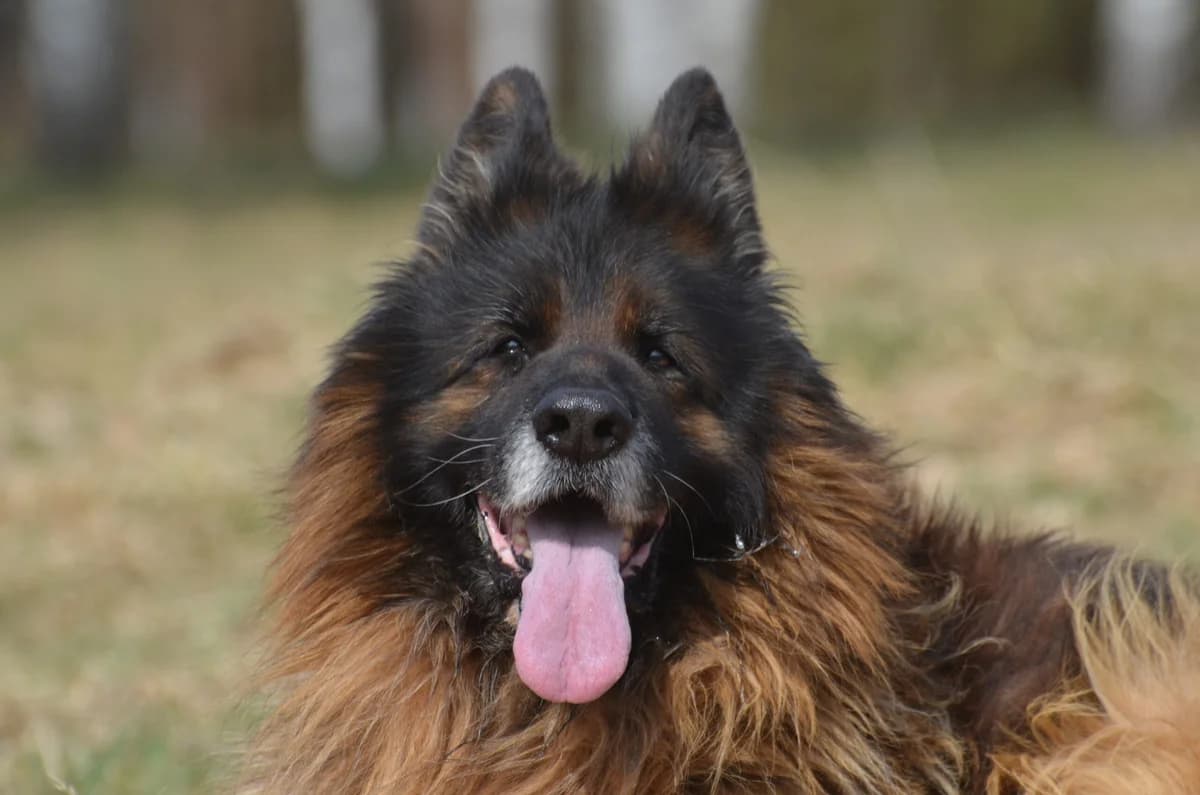 Pedro,  7yo Mixed Breed for adoption at Wesoly Kundelek