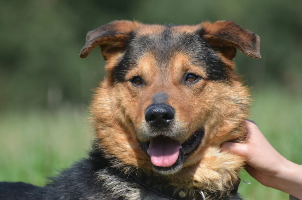 Gres, male 4yo Mixed Breed for adoption at Wesoly Kundelek