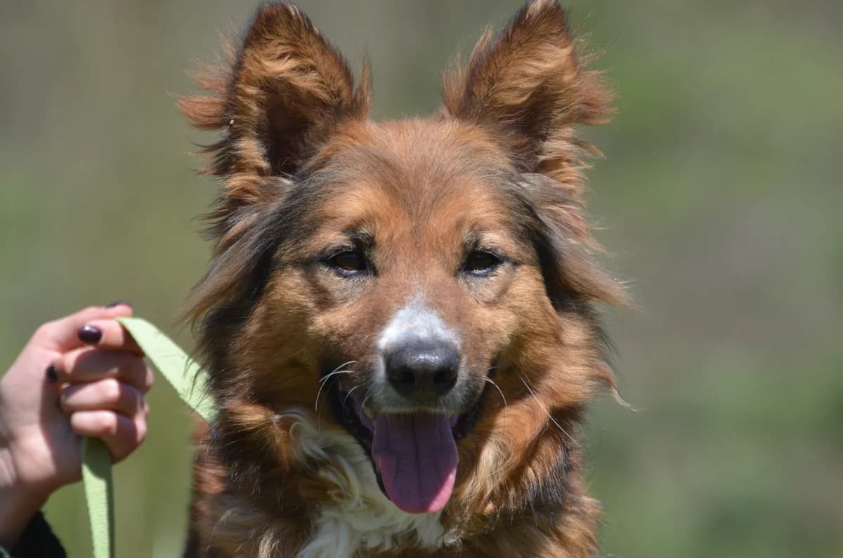 Monika, female 3yo Mixed Breed for adoption at Wesoly Kundelek