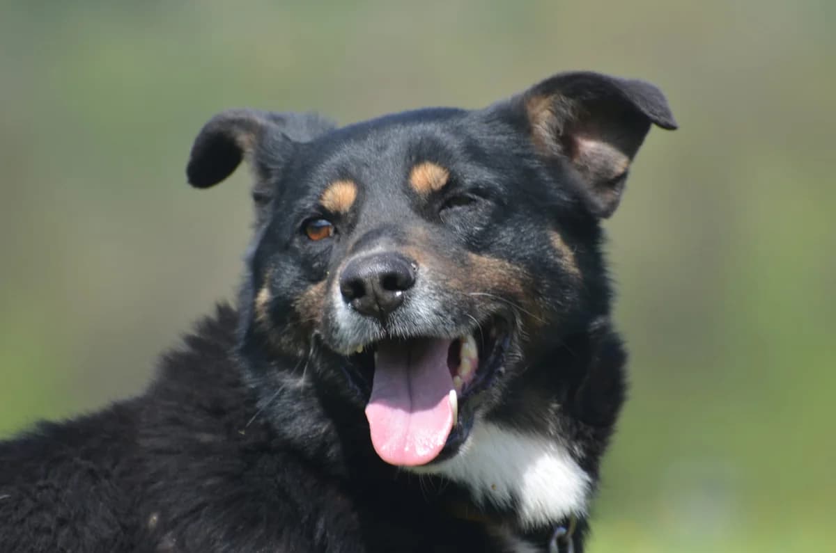 Staszek, male 6yo mixed breed for adoption at Wesoly Kundelek