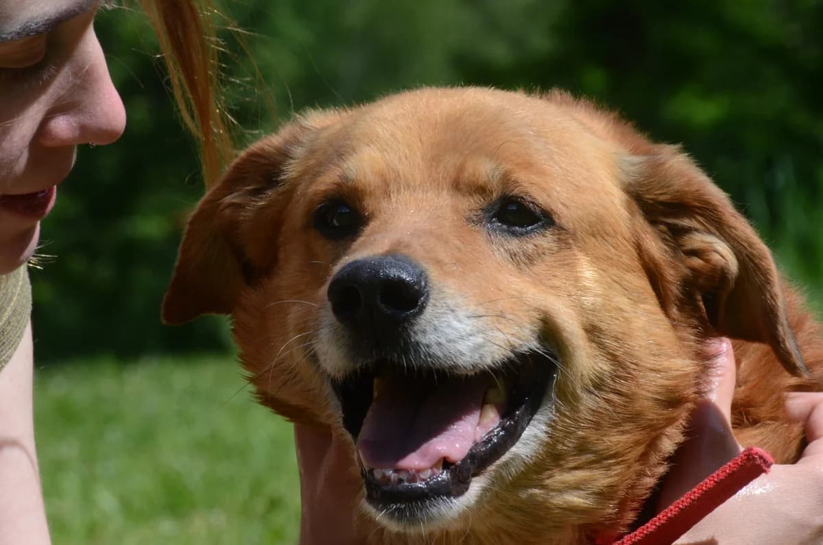 Floki, Mixed Breed (Wesoly Kundelek)