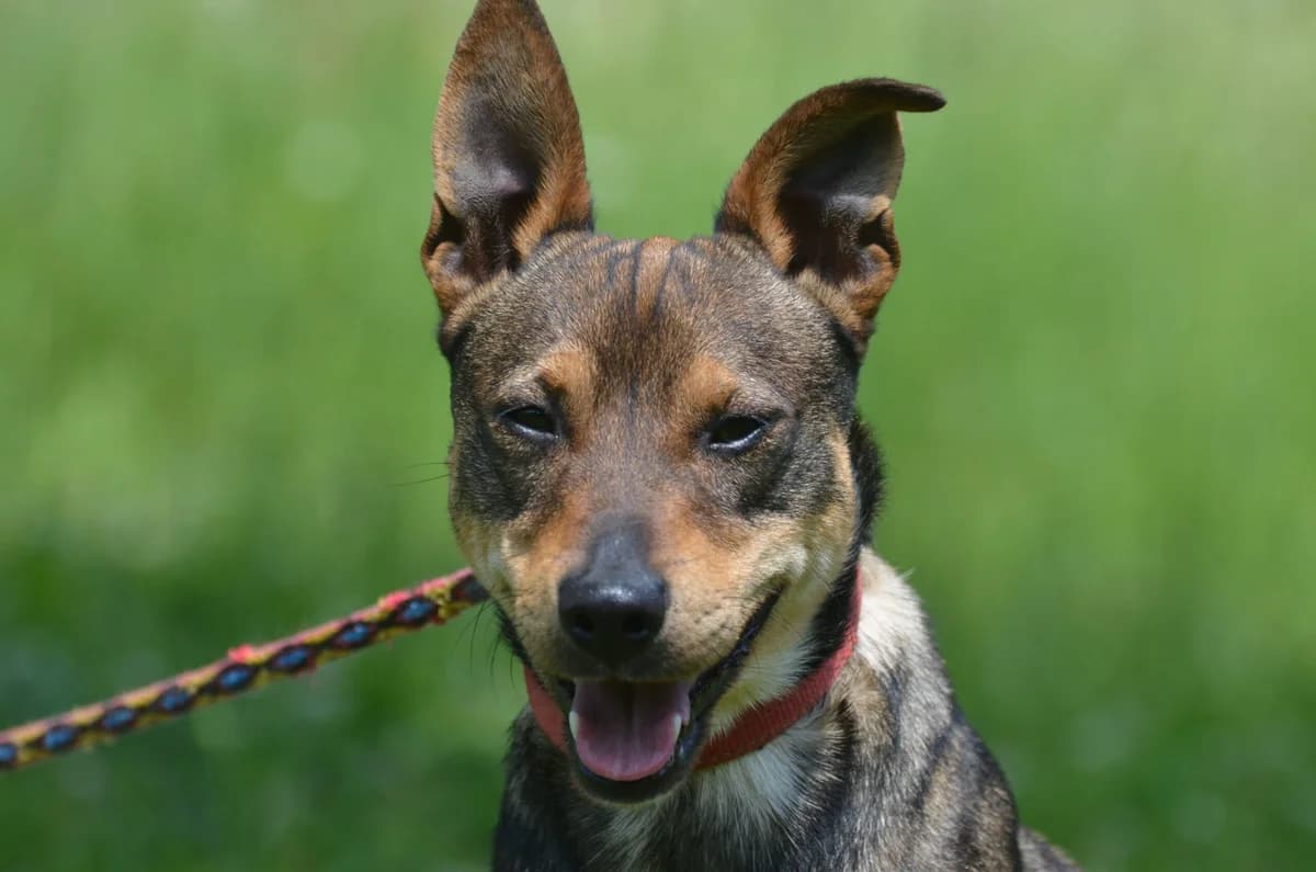 Pepper, male 4yo Mixed Breed for adoption at Wesoly Kundelek