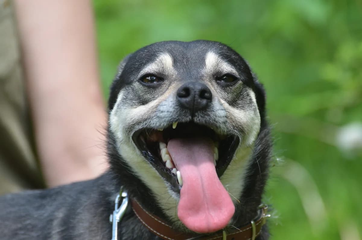 Dallas, male Mixed Breed for adoption at Wesoly Kundelek