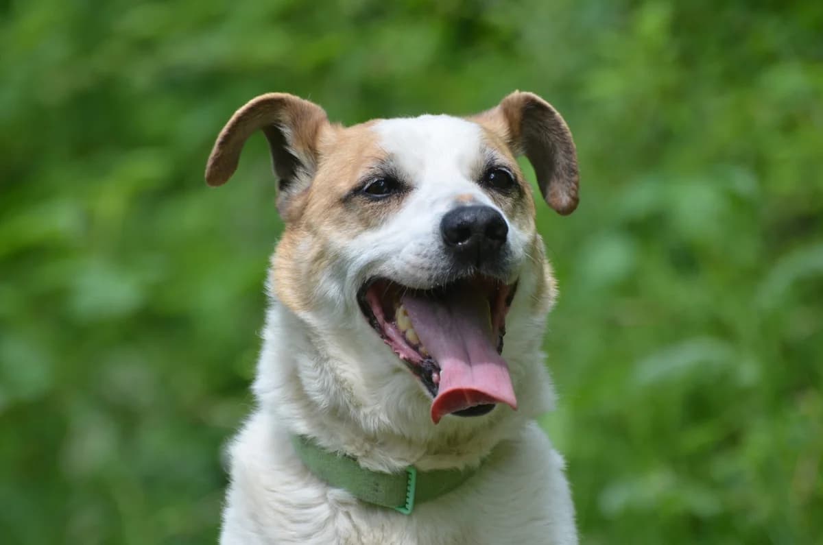 Miodek, Mixed Breed (Wesoly Kundelek)