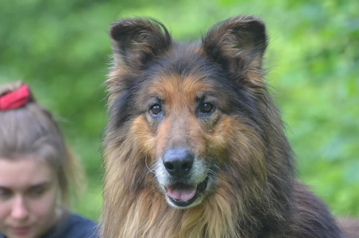 Brystol, male 6yo Mixed Breed for adoption at Wesoly Kundelek