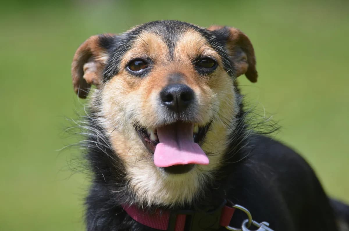 Tereska, female 4yo Mixed Breed for adoption at Wesoly Kundelek