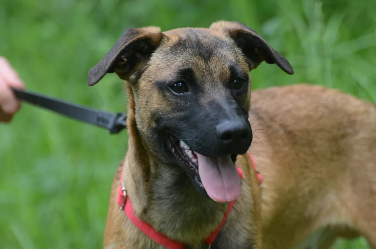 Tom,  puppy Mixed Breed for adoption at Wesoly Kundelek