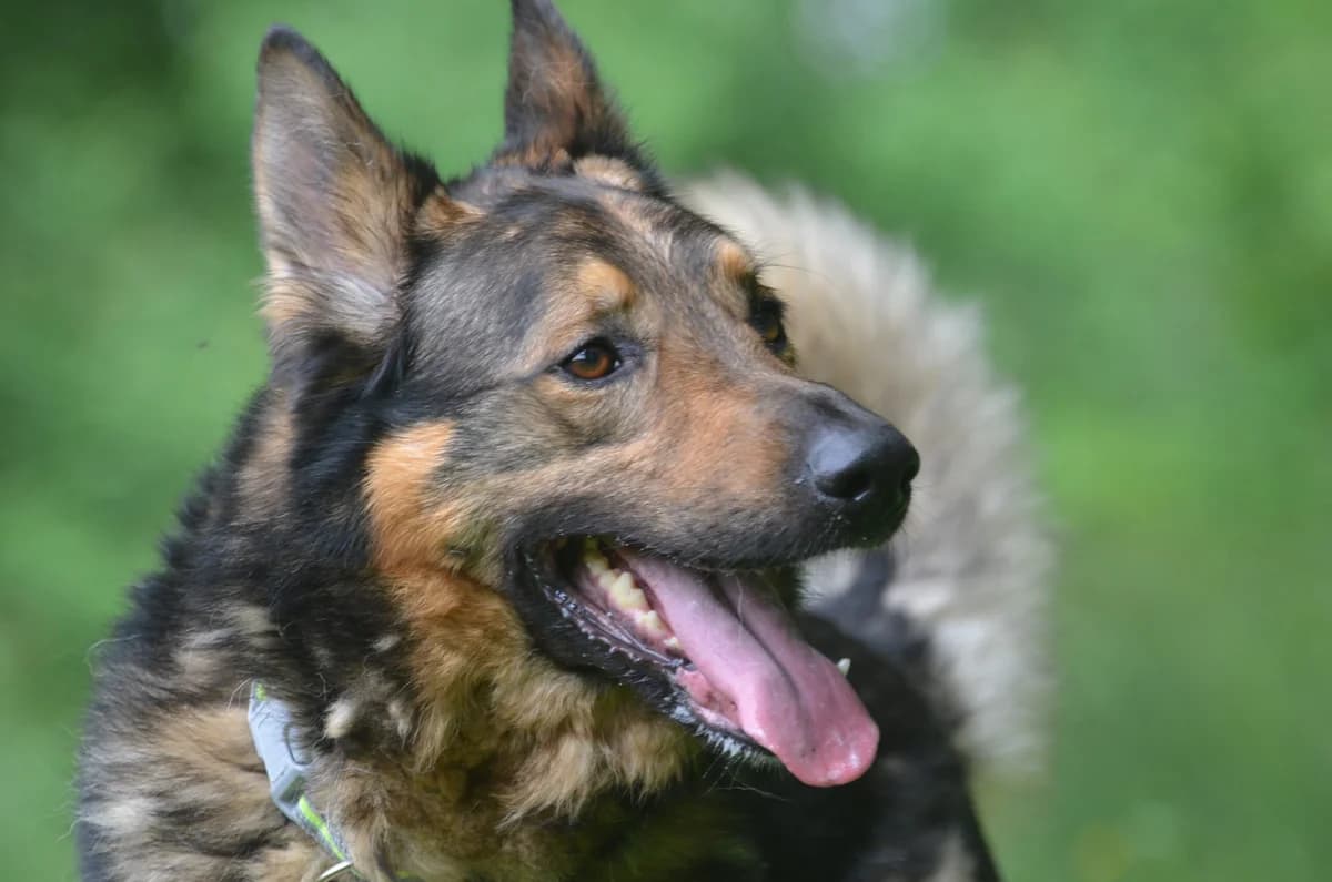 Django,  6yo Mixed Breed for adoption at Wesoly Kundelek