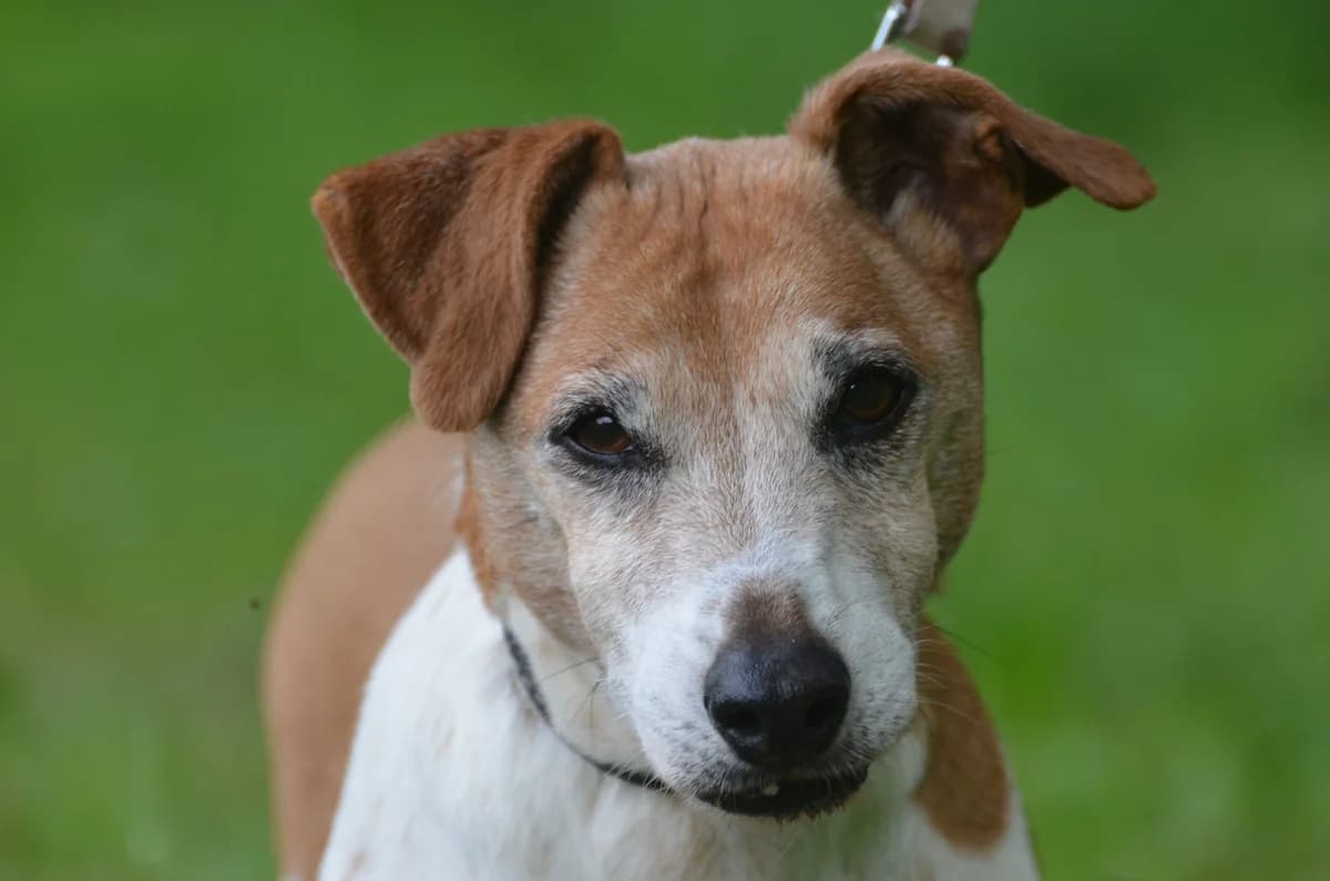 Maylo, male senior Mixed Breed for adoption at Wesoly Kundelek