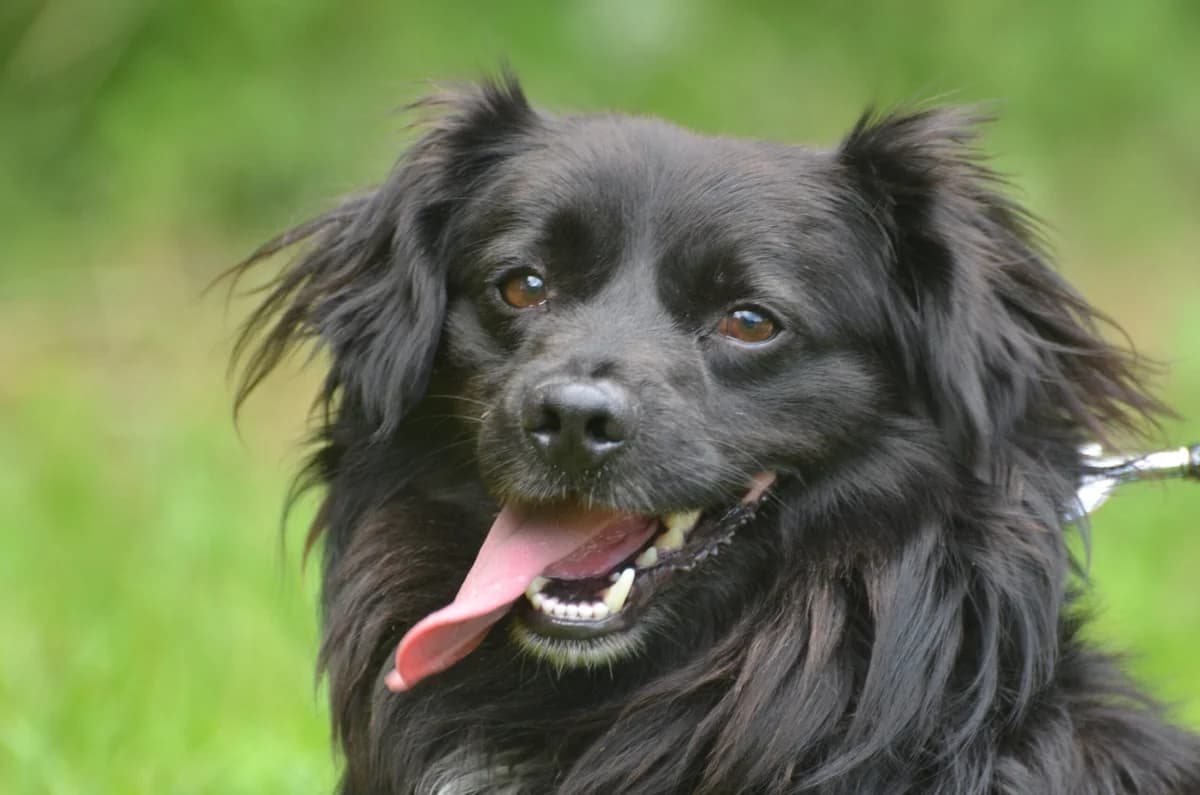 Keno, male 4yo Mixed Breed for adoption at Wesoly Kundelek