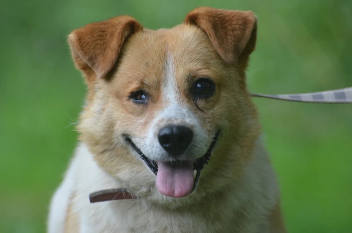 Kapitan, male 7yo Mixed Breed for adoption at Wesoly Kundelek