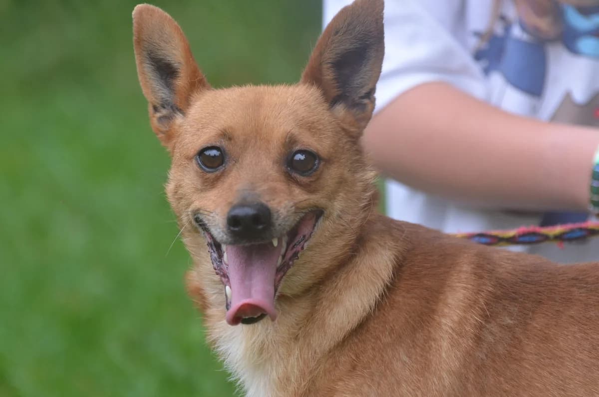 Porto, male Mixed Breed for adoption at Wesoly Kundelek