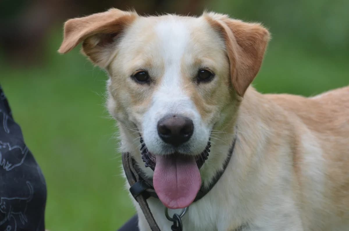 Donald,  4yo Mixed Breed for adoption at Wesoly Kundelek