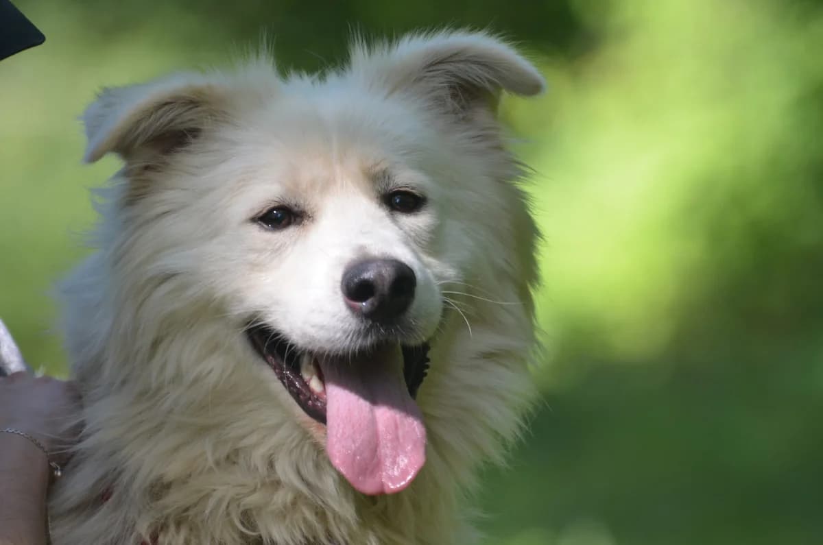 Miguel,  4yo Mixed Breed for adoption at Wesoly Kundelek