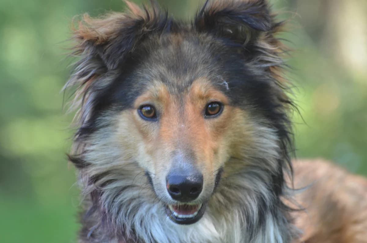 Archie, male young mixed breed for adoption at Wesoly Kundelek