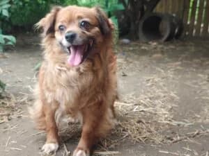 Amber, Mixed Breed for adoption at Fundacja Wzajemnie Pomocni