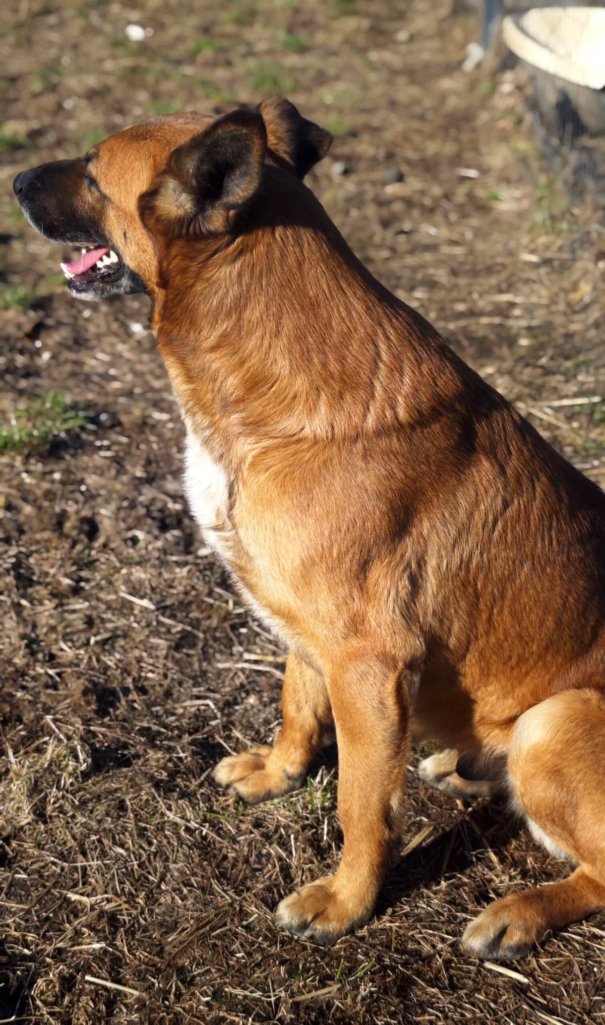 Antos, Mixed Breed (Fundacja Wzajemnie Pomocni)