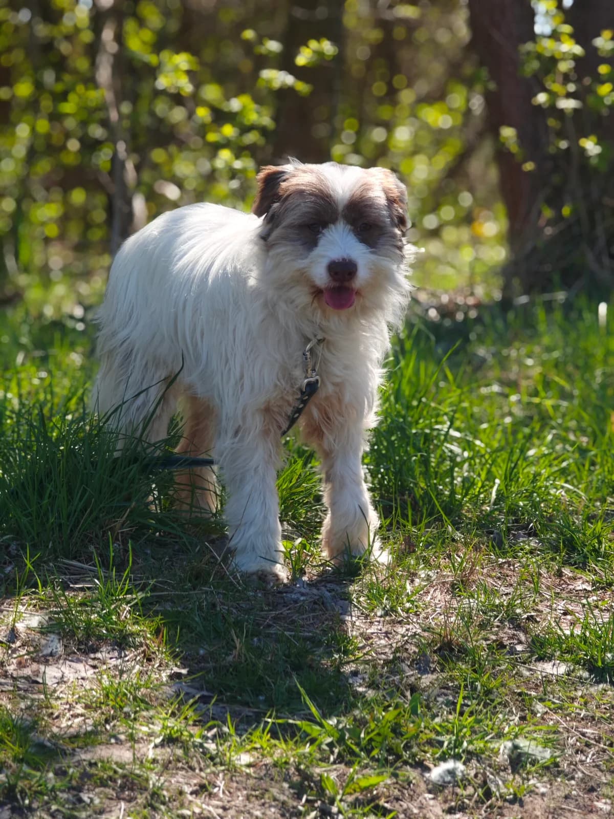 Aslan, Mixed Breed (Fundacja Wzajemnie Pomocni)