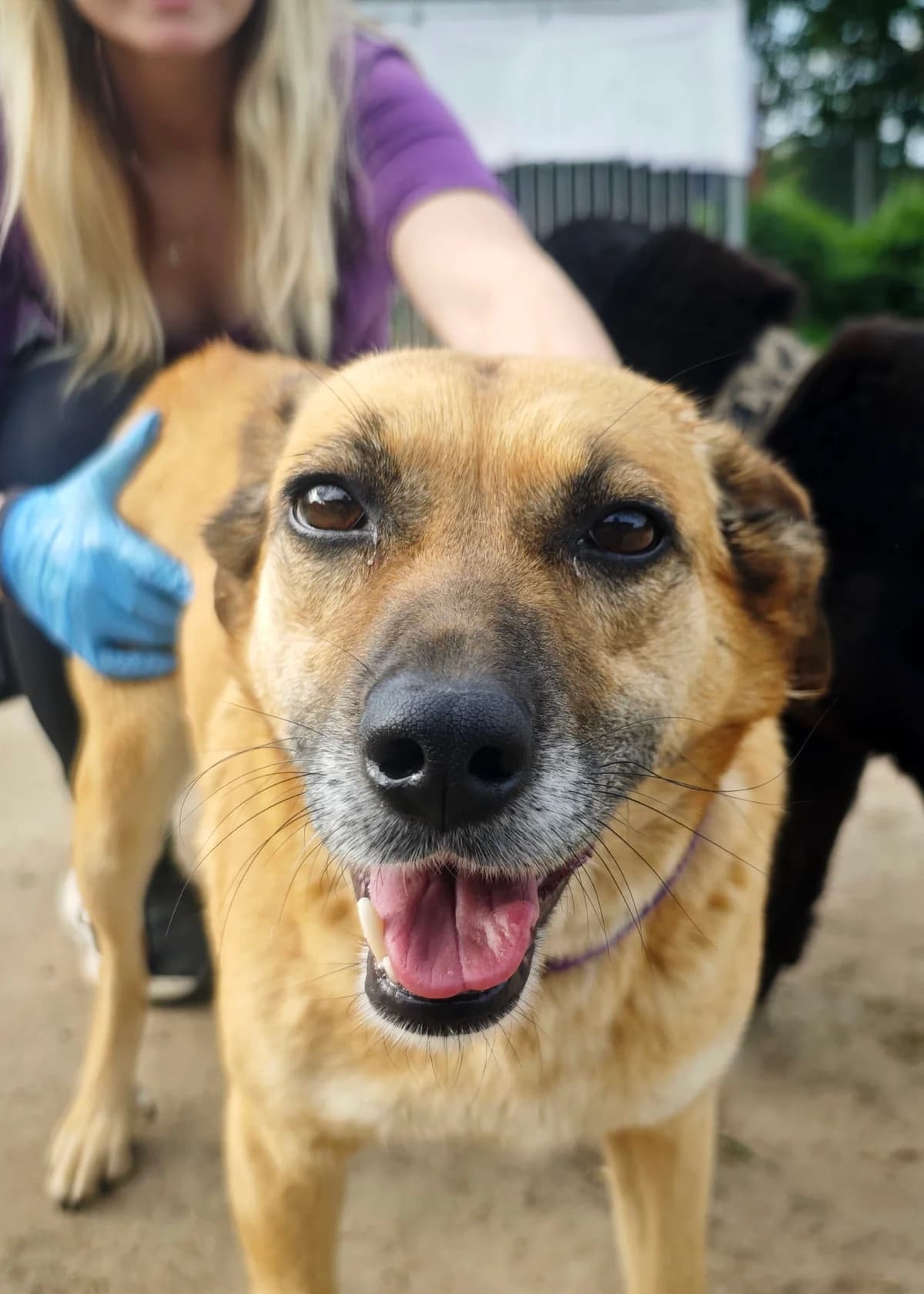 Astra,  Mixed Breed for adoption at Fundacja Wzajemnie Pomocni