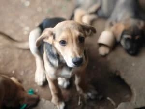 Badi,  Mixed Breed for adoption at Fundacja Wzajemnie Pomocni