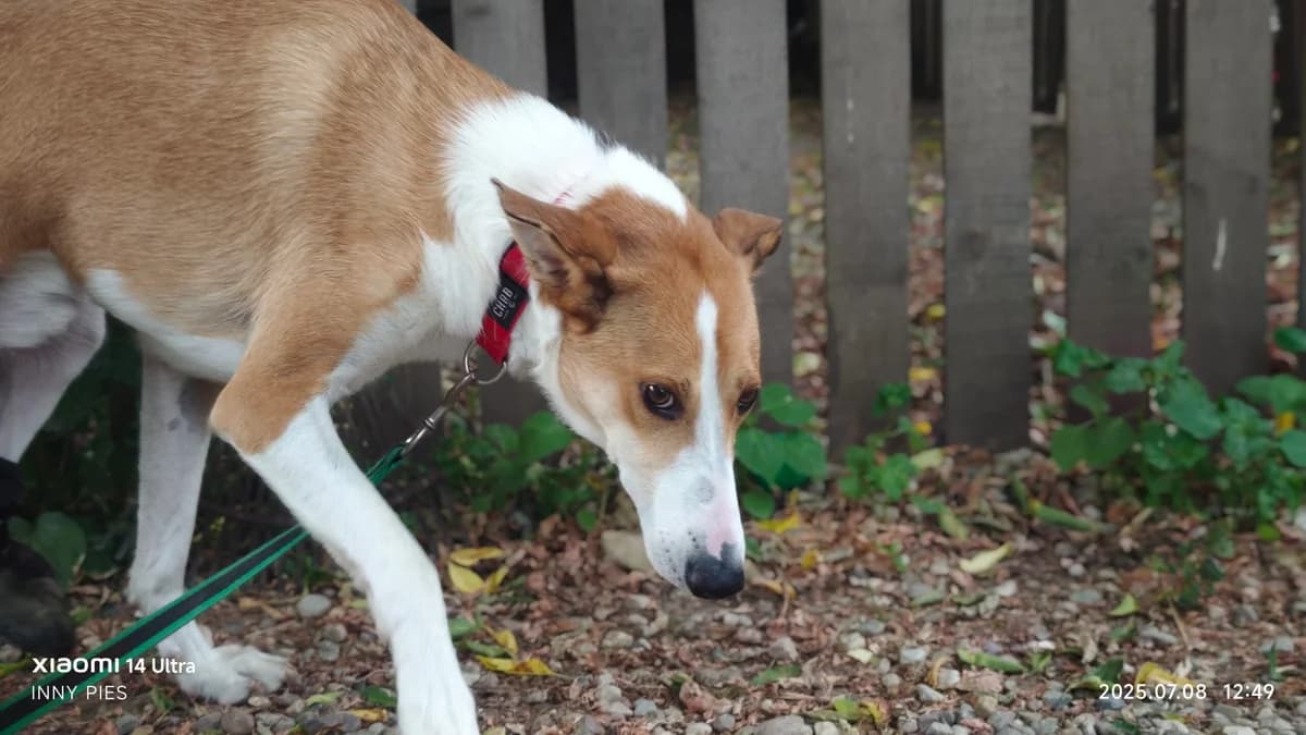 Bazyli,  Mixed Breed for adoption at Fundacja Wzajemnie Pomocni