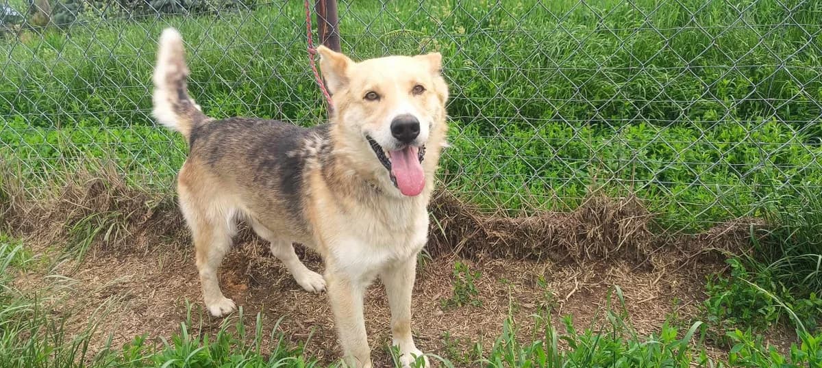 Bodzio, Mixed Breed (Fundacja Wzajemnie Pomocni)