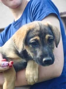 Bunio,  Mixed Breed for adoption at Fundacja Wzajemnie Pomocni