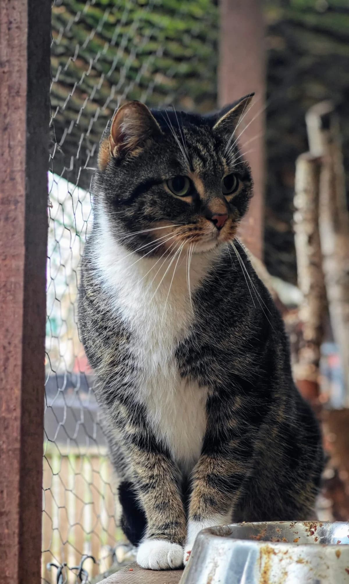 Bure,  Mixed Breed for adoption at Fundacja Wzajemnie Pomocni