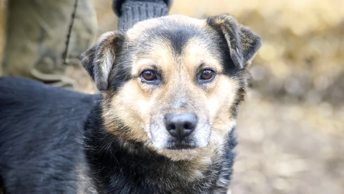 Czesio,  senior Mixed Breed for adoption at Fundacja Wzajemnie Pomocni