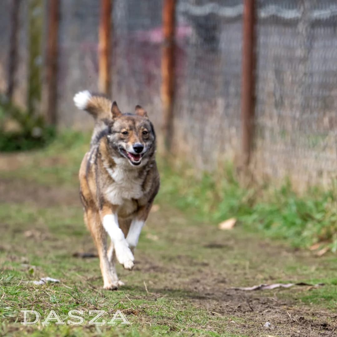 Dasza, Mixed Breed (Fundacja Wzajemnie Pomocni)