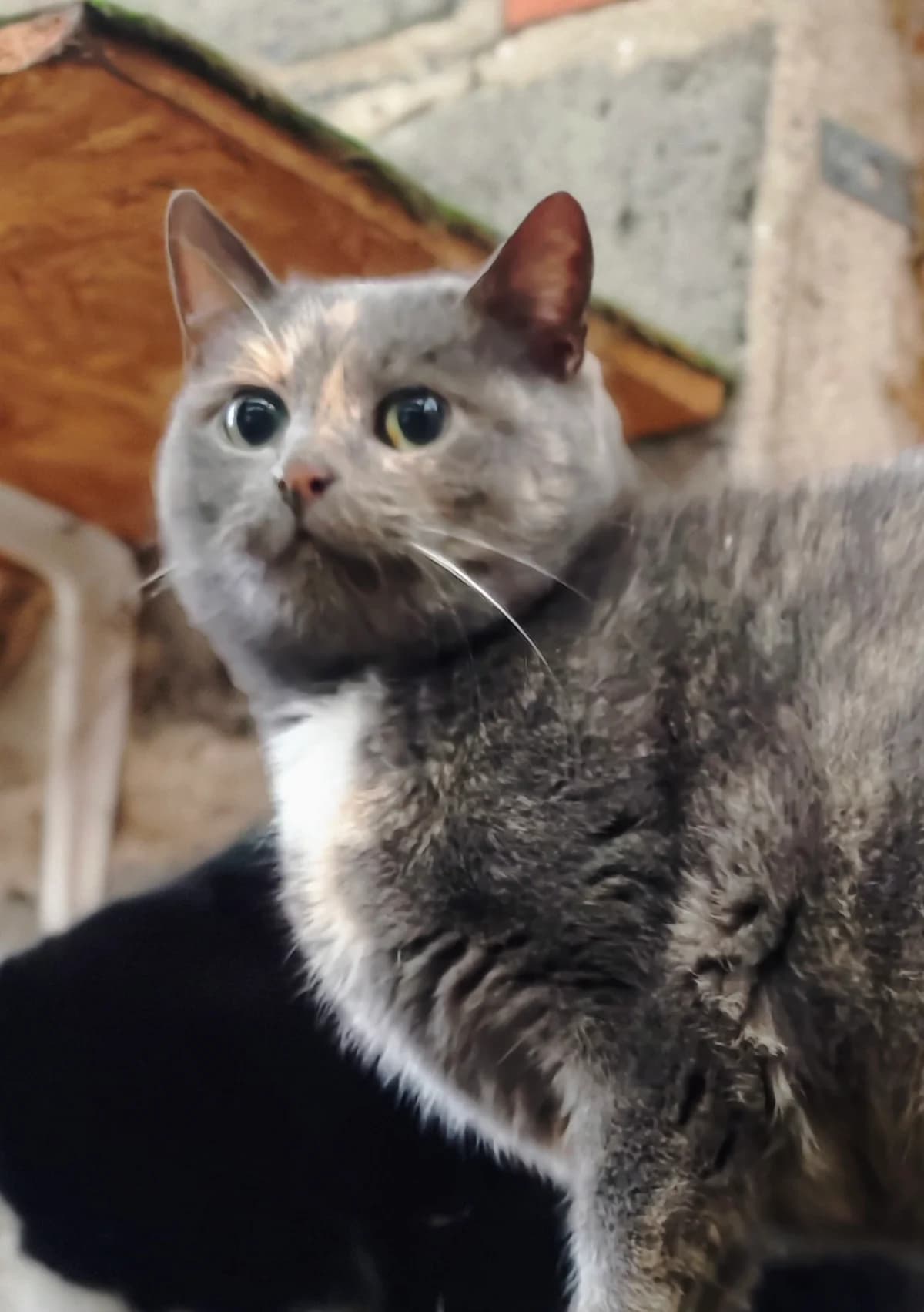 Delicja,  Mixed Breed for adoption at Fundacja Wzajemnie Pomocni