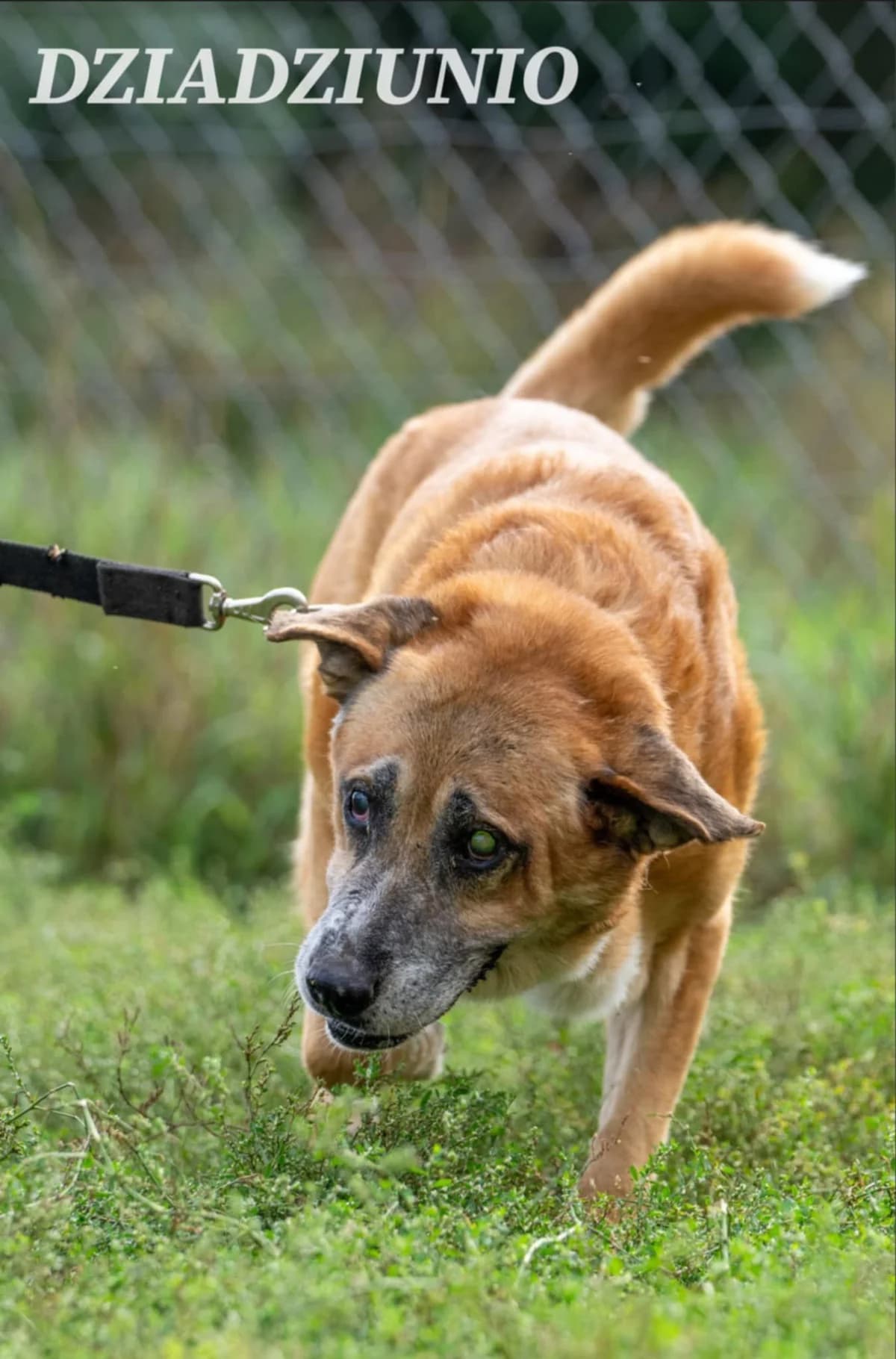 Dziadzio, Mixed Breed (Fundacja Wzajemnie Pomocni)