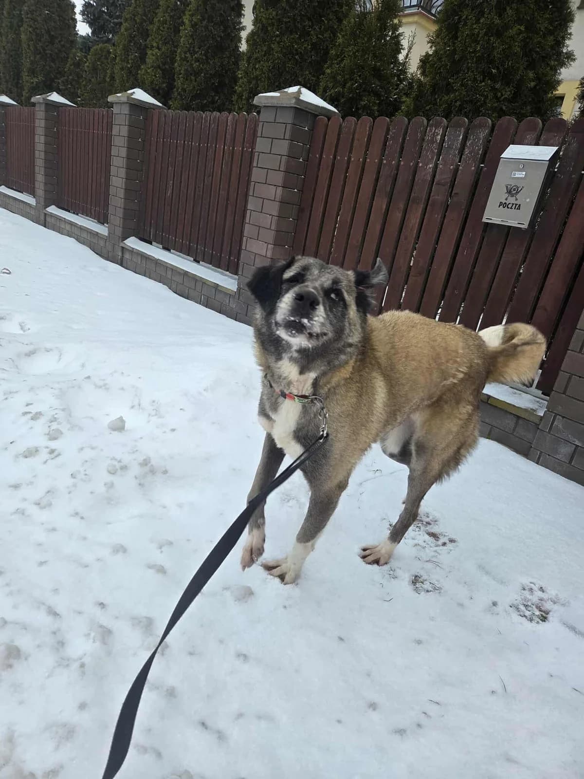 Elif,  Mixed Breed for adoption at Fundacja Wzajemnie Pomocni